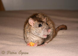 Rat Goodie
