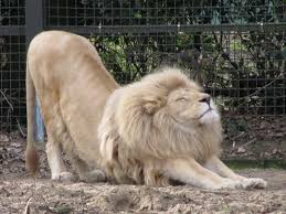 Lion Stretch