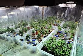 Commercial loan on a marijuana farm