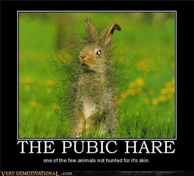 Pubic_Hare