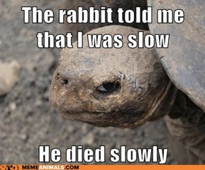 Tortoise Died