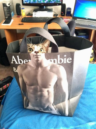 Abercrombie cat