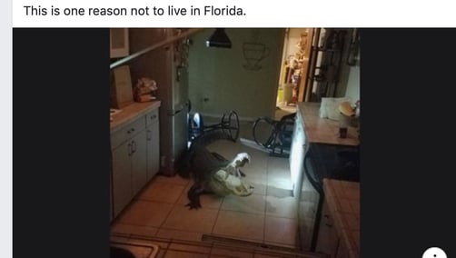 Alligator in kitchen