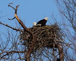 Bald eagle nest