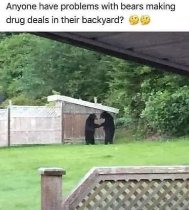 Bear Drug Deals