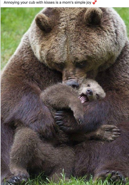 Bear Kisses