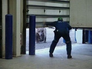 Bear and garage.jpg