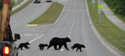Bears.jpg