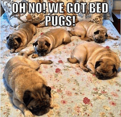 Bed Pugs