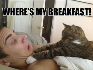 Breakfast Cat.jpg