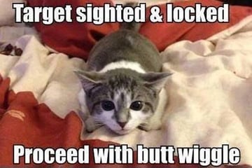 Butt Wiggle-3