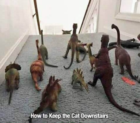 Cat Downstairs