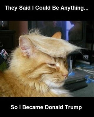 Cat Trump.jpg