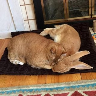 Cat and Rabbit.jpg
