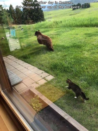 Cat chasing bear