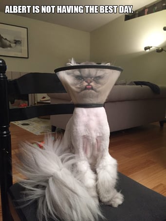 Cat cone-1