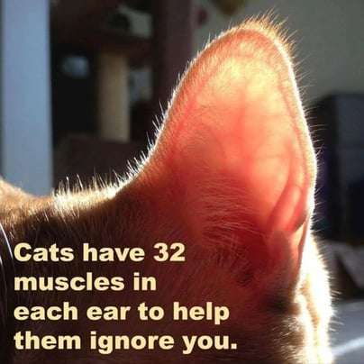 Cats ears