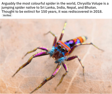 Color spider