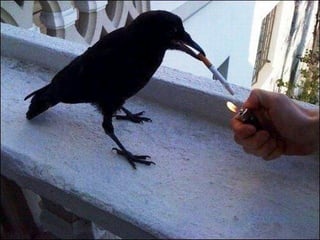 Crow.jpg