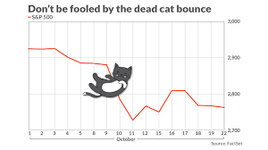 Dead cat bounce