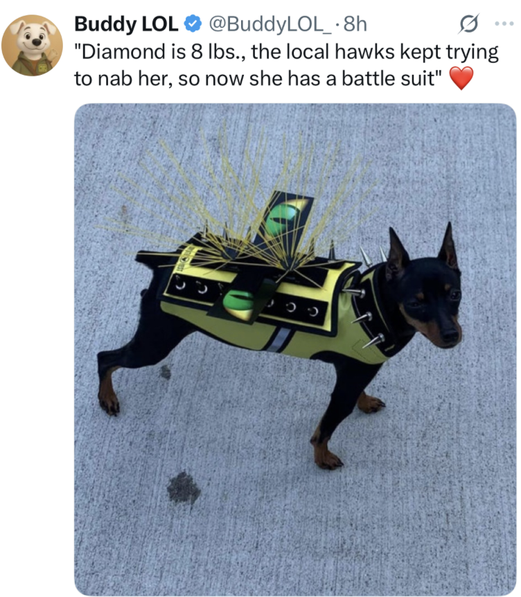 Dog Hawk