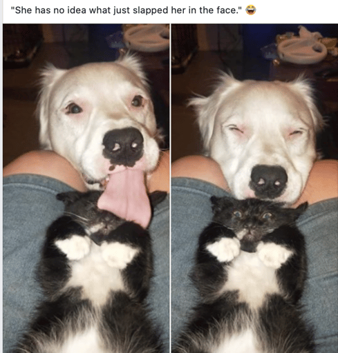 Dog Licks Cat