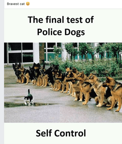 Dog Test