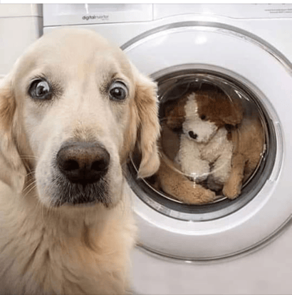 Dog Washing Machine