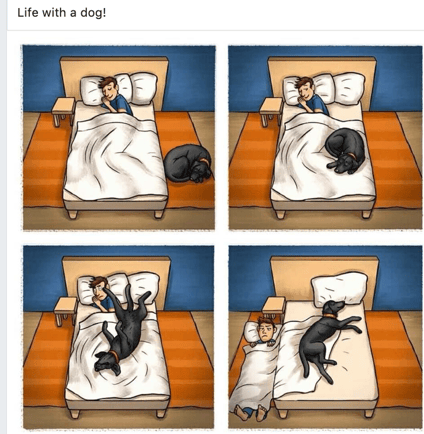 Dog in Bed