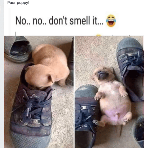 Dont Smell It