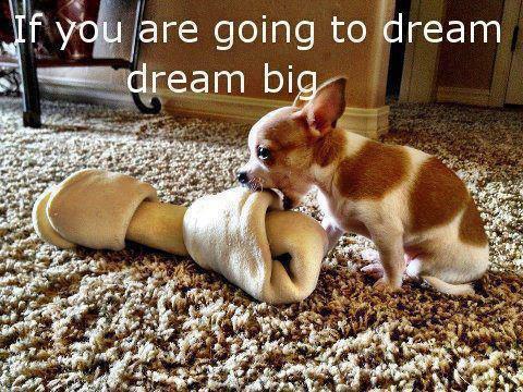 Dream Big