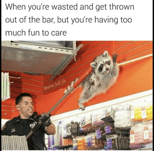 Drunk Raccoon