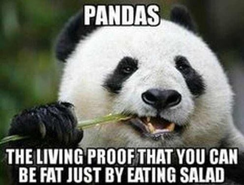 Fat panda