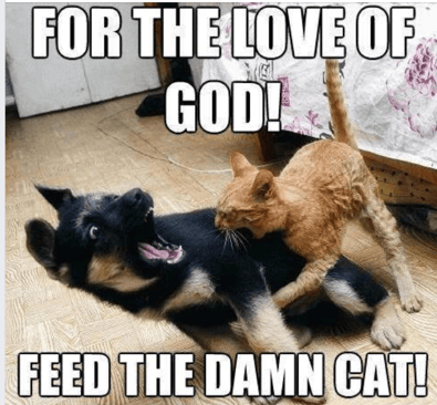 Feed the Cat