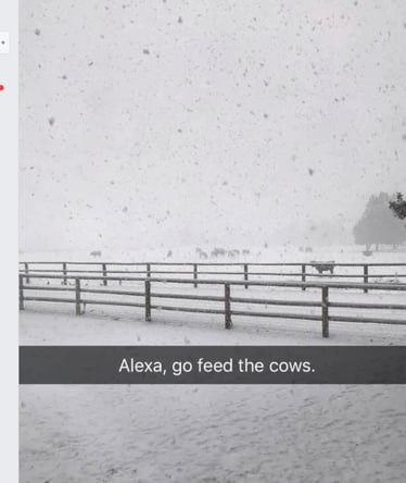 Feed the cows