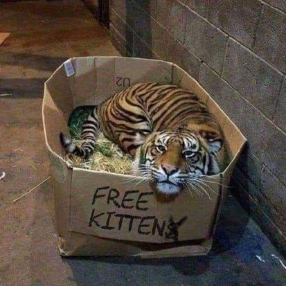 Free Kittens