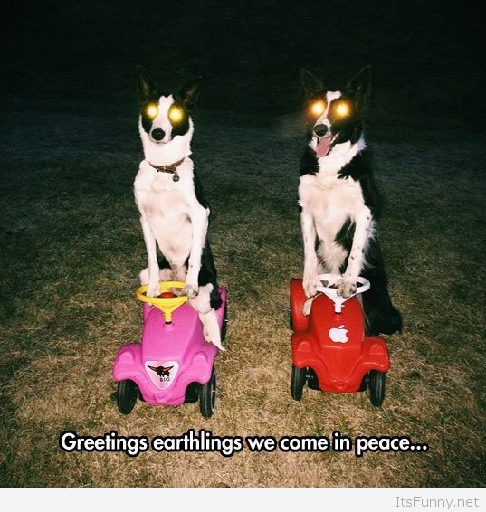 Funny-alien-dogs