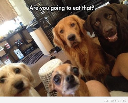 Funny-hungry-dogs