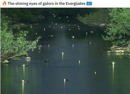 Gator Eyes