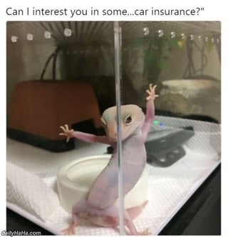 Gecko.jpg