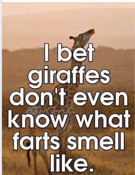 Giraffe Farts