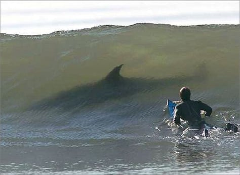Great White & Surfer