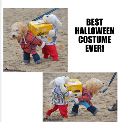 Halloween Dog