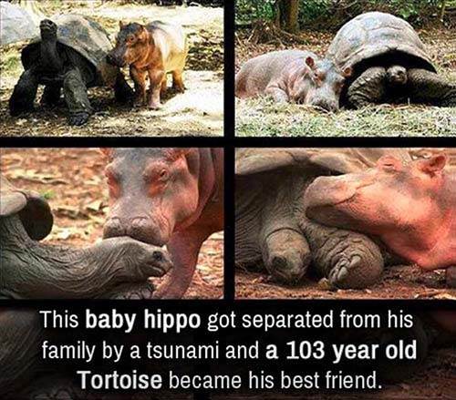 Hipo Tortoise