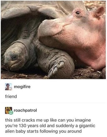 Hippo and Turtle