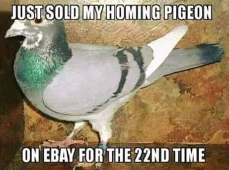 Homing Pigeon