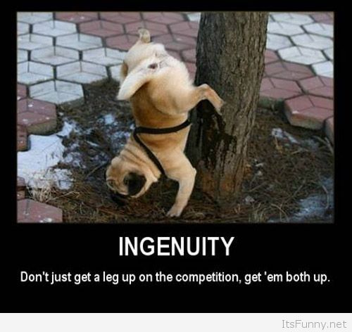 Ingenuity-funny-dog