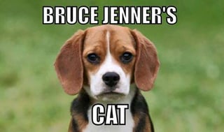 Jenner's Cat.jpg