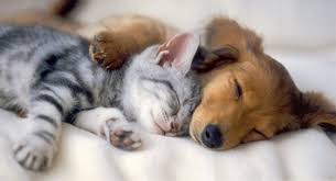 Kitten-Puppy Spooning.jpg