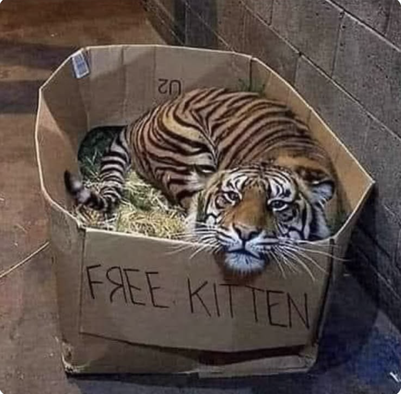 Kitten